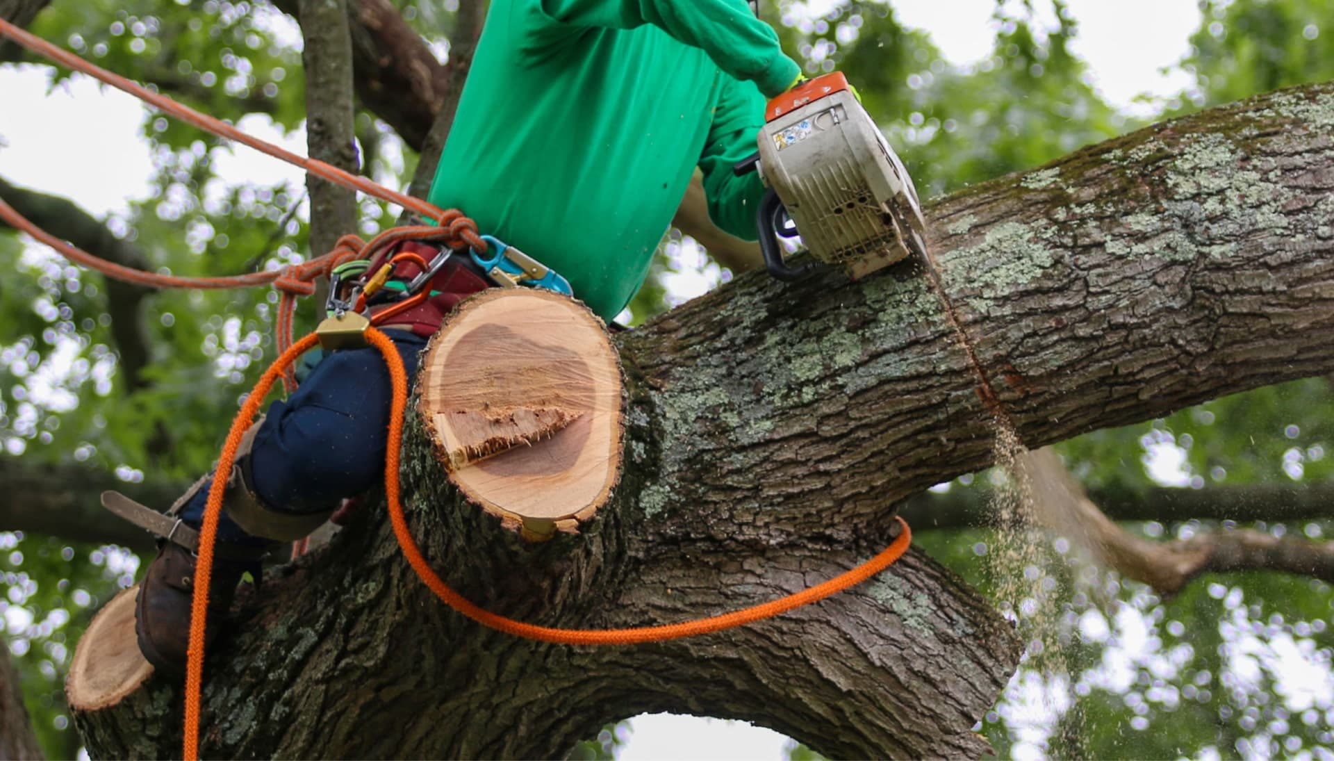 Relax with Raleigh best tree removal.