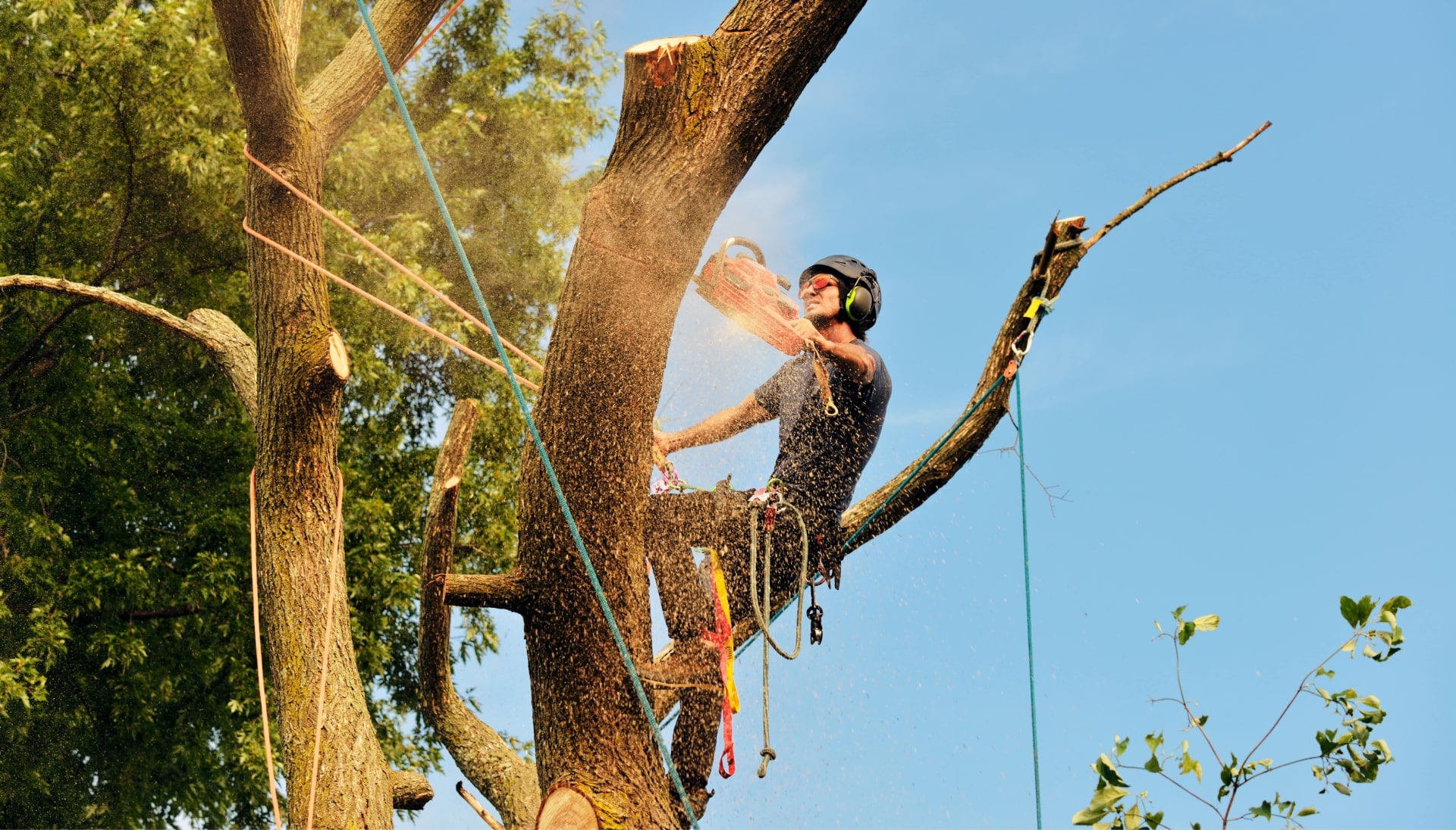 Raleigh tree removal experts solve tree issues.