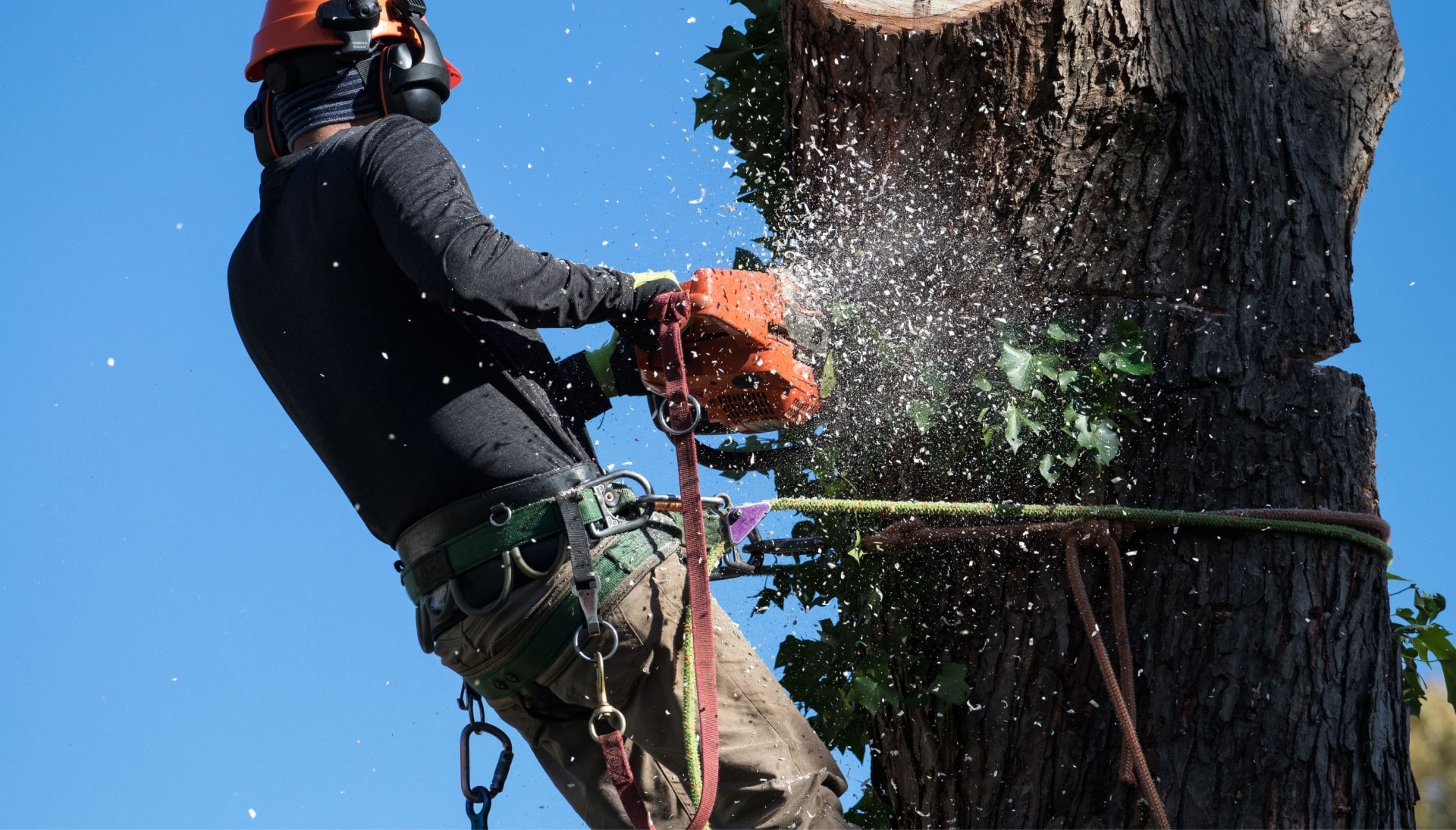 Professional Tree removal solutions in Raleigh