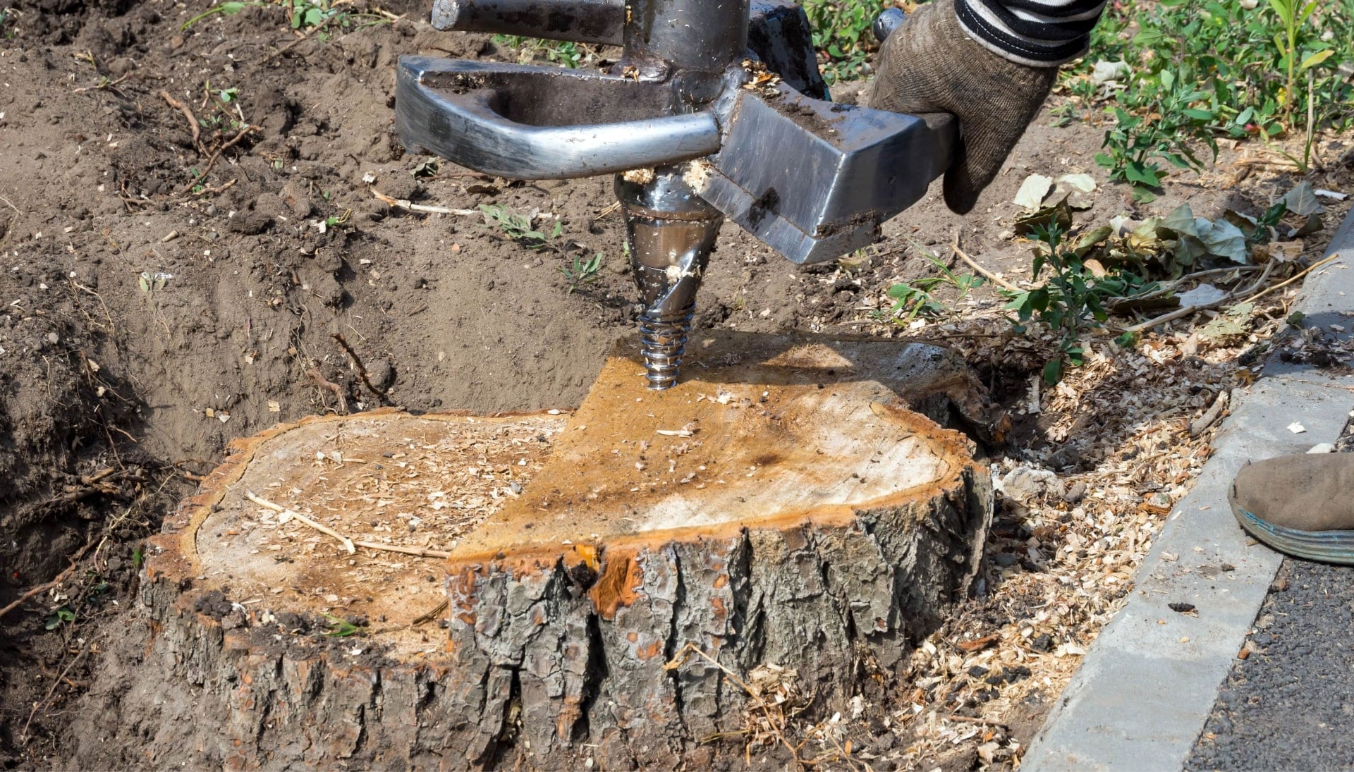 Raleigh Tree stump removal